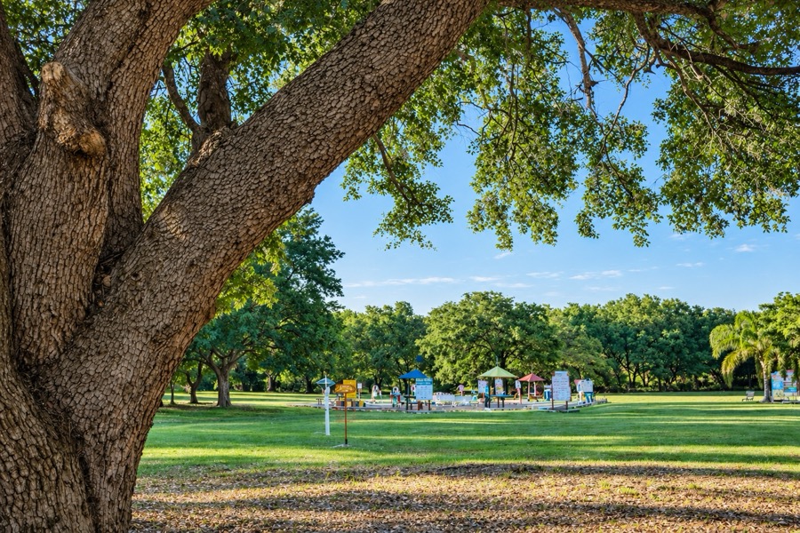 Massive oak tree playground